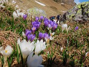 71 Crocus bianchi e violetti